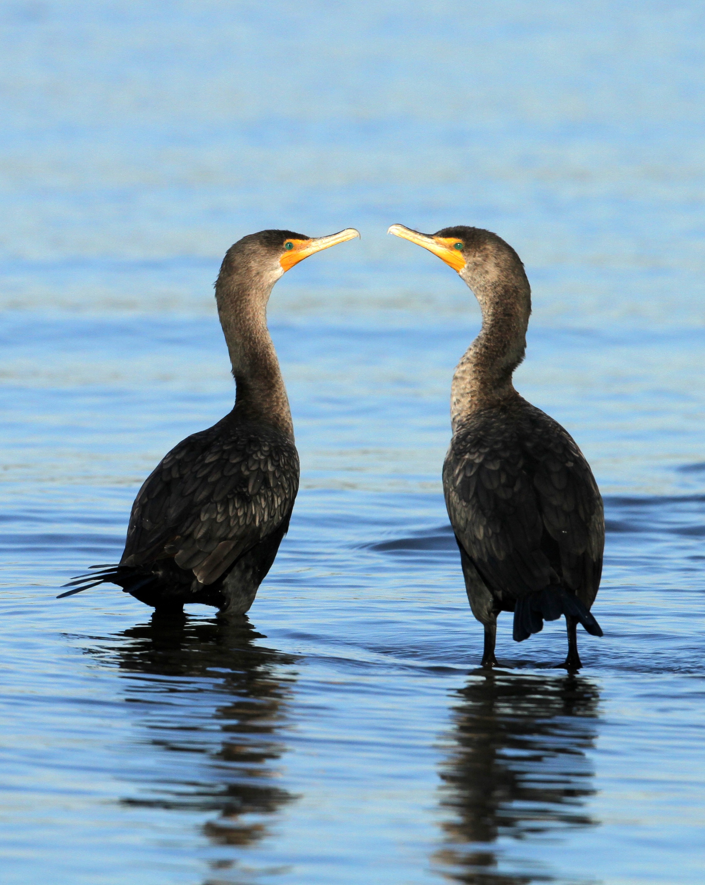 double-crested cormorant