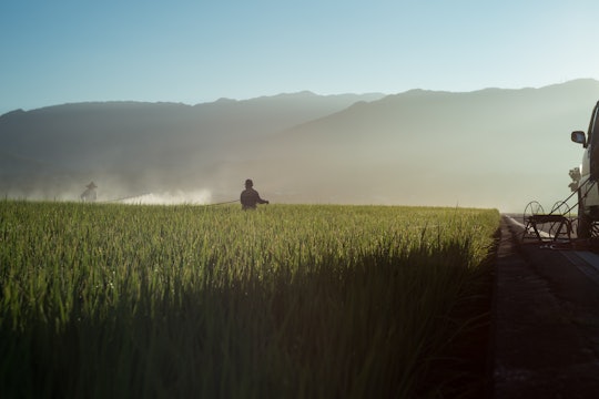 person in green grass field spraying an aerosol
