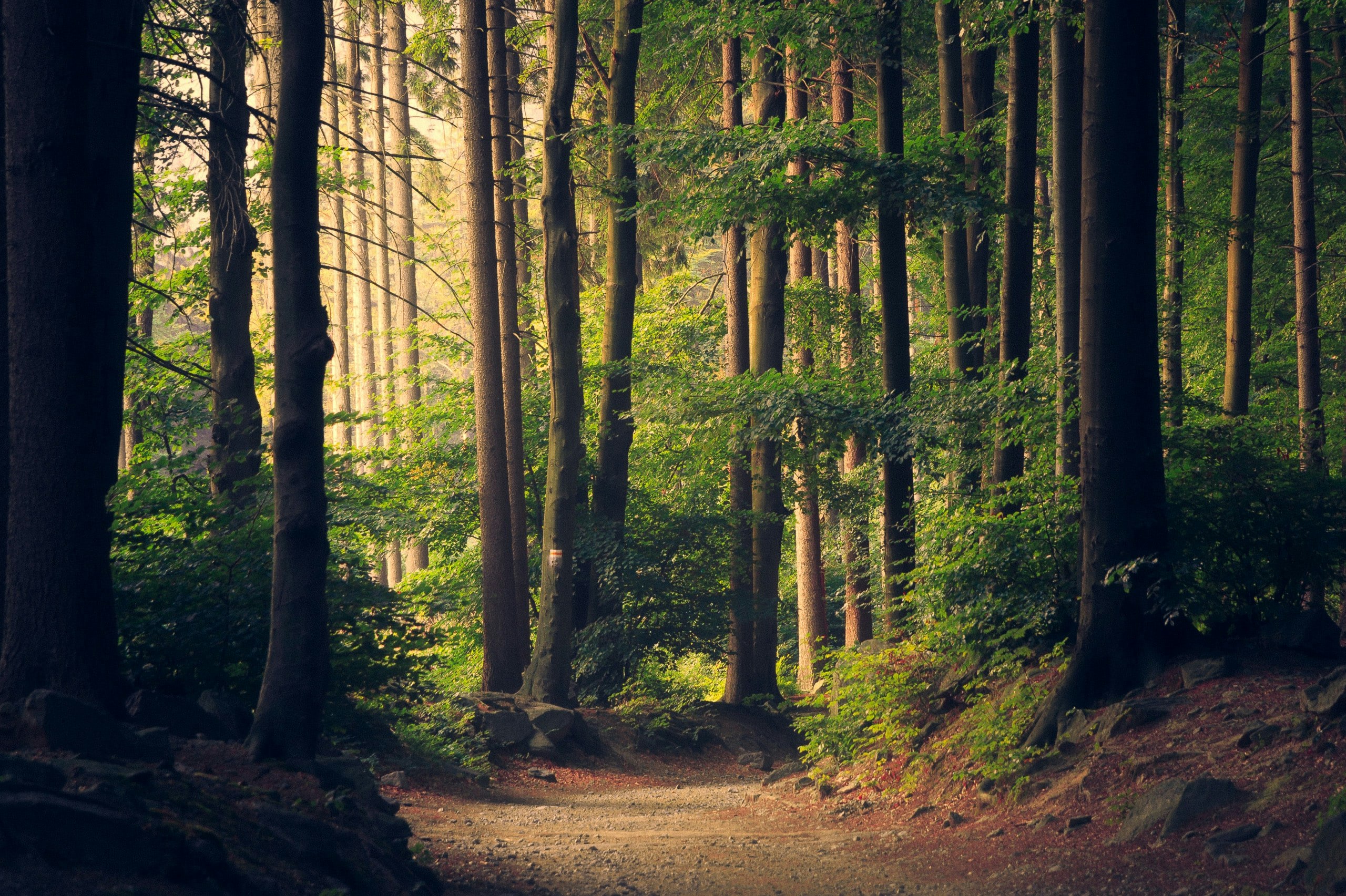 A path through a forest