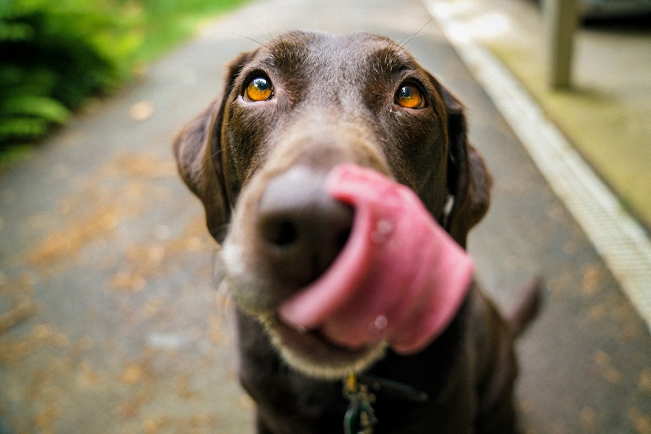 Should You Let Your Dog Lick Your Face