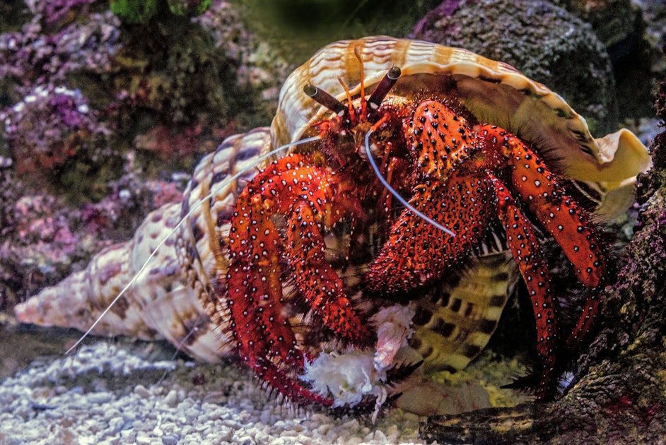 Краба растение. Рифовый краб. Красный рифовый краб. Мадагаскарский краб морской. Обитатели Баренцева моря лангуст.