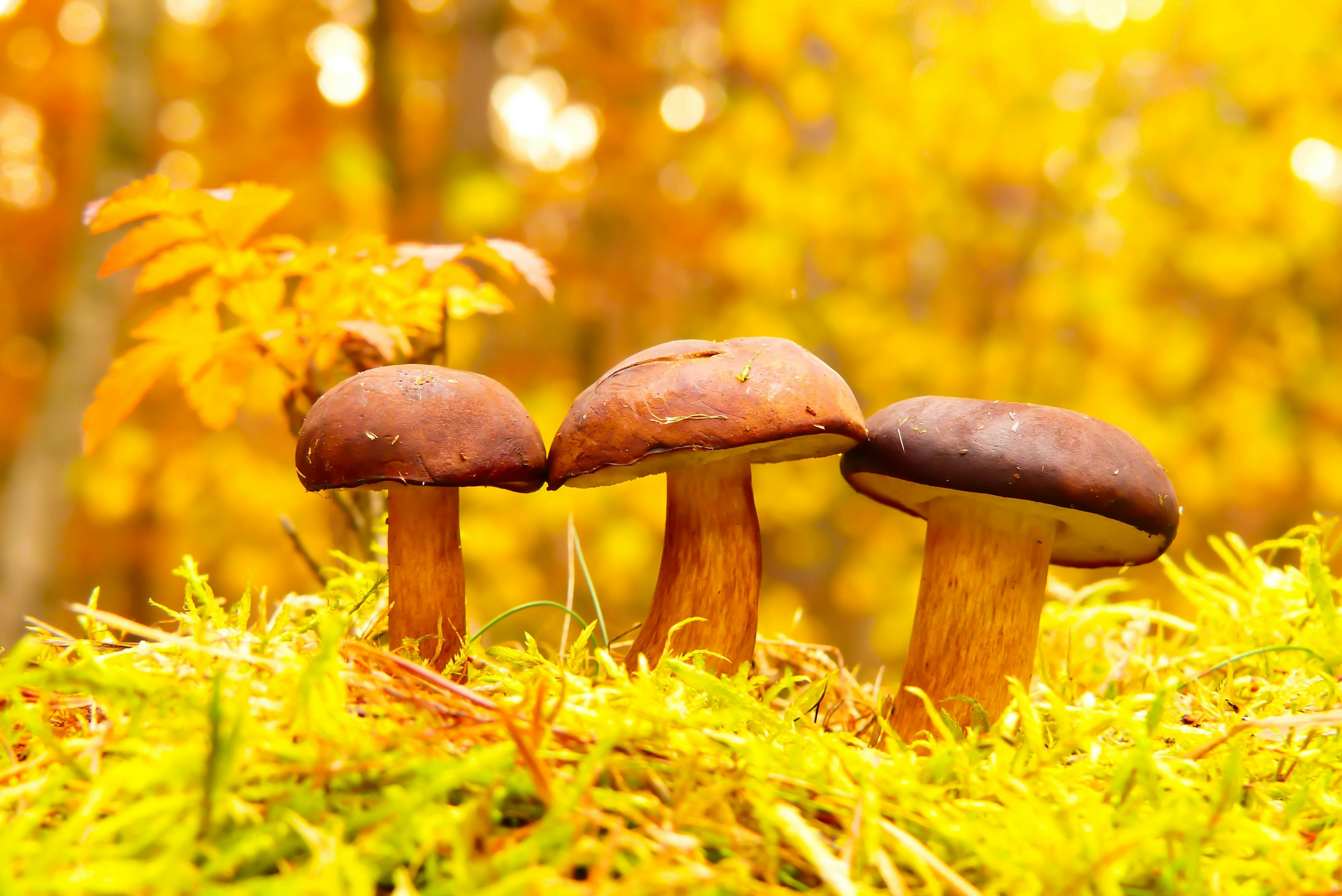 three mushrooms lined up against yellow leaves