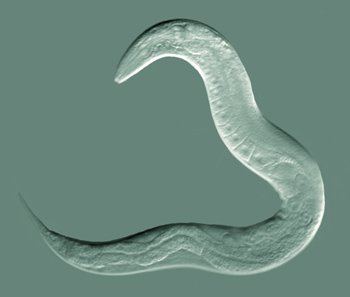Image of the model worm C. elegans