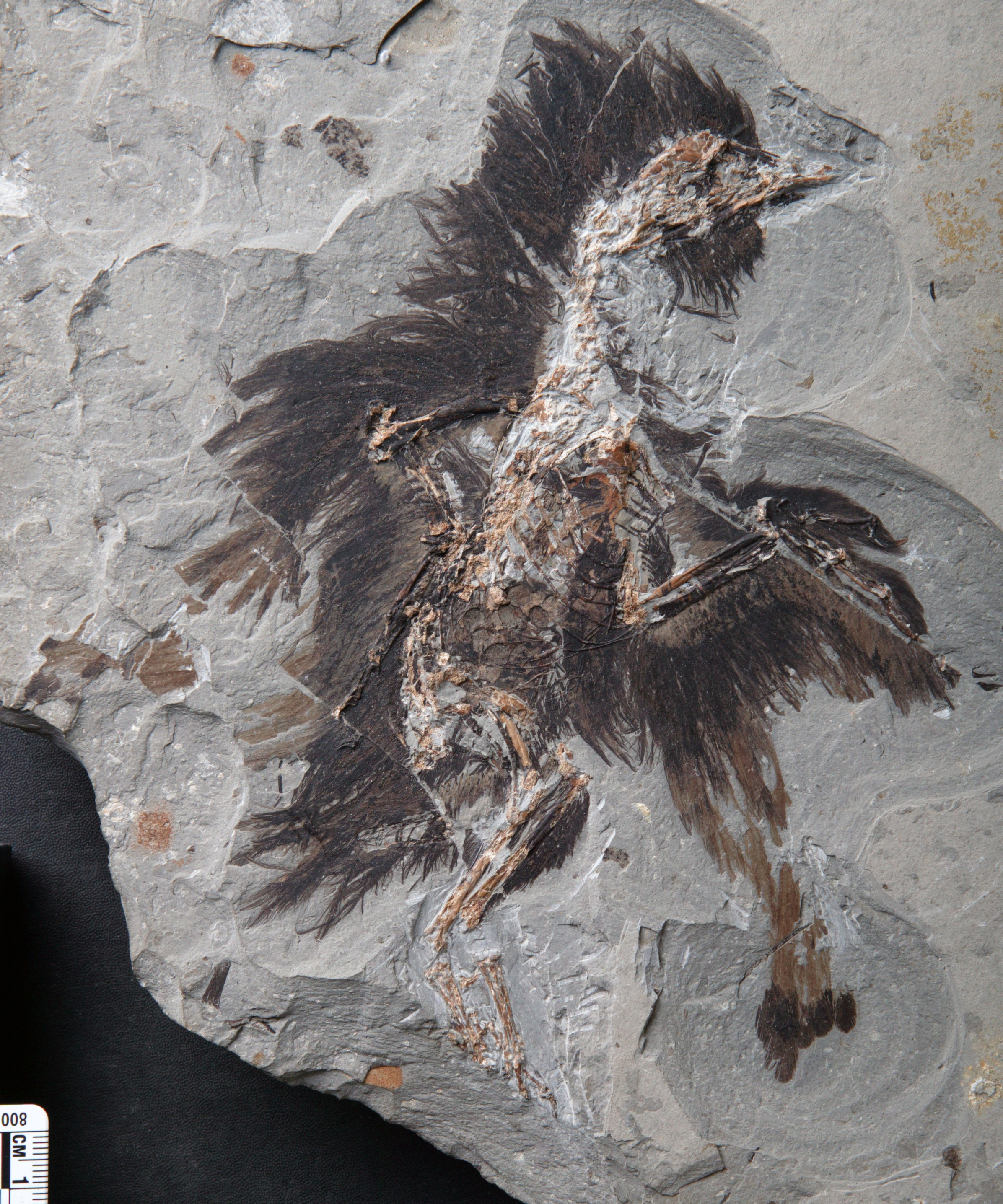 A fossil of Eoconfuciusornis, an ancient bird species