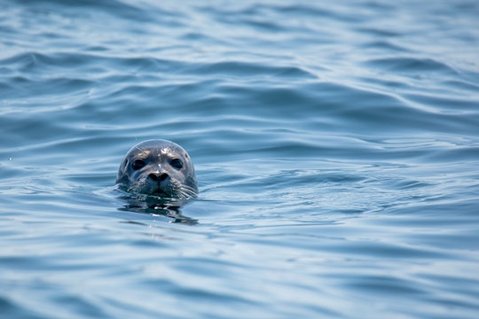 gray seal gray seal