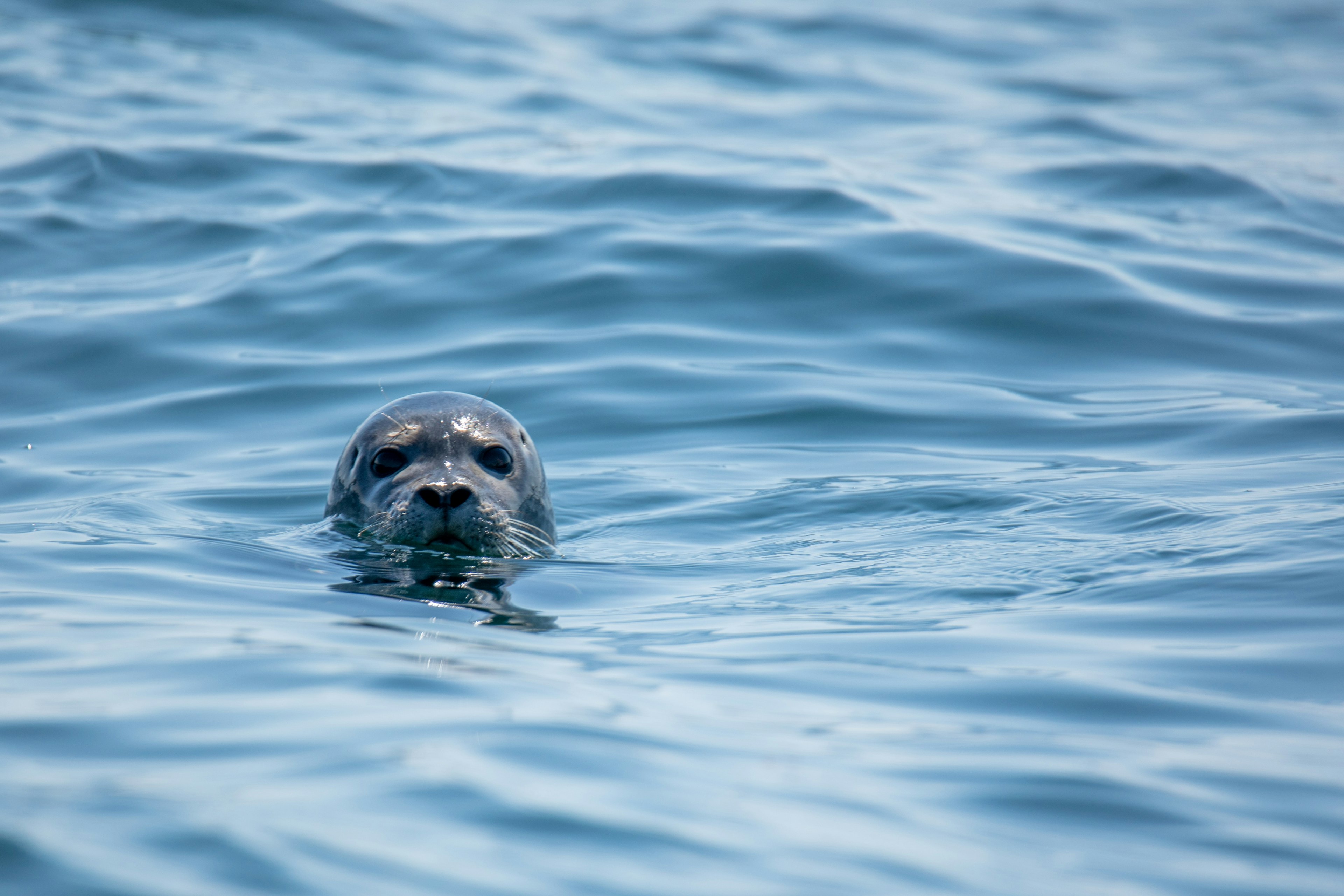 gray seal