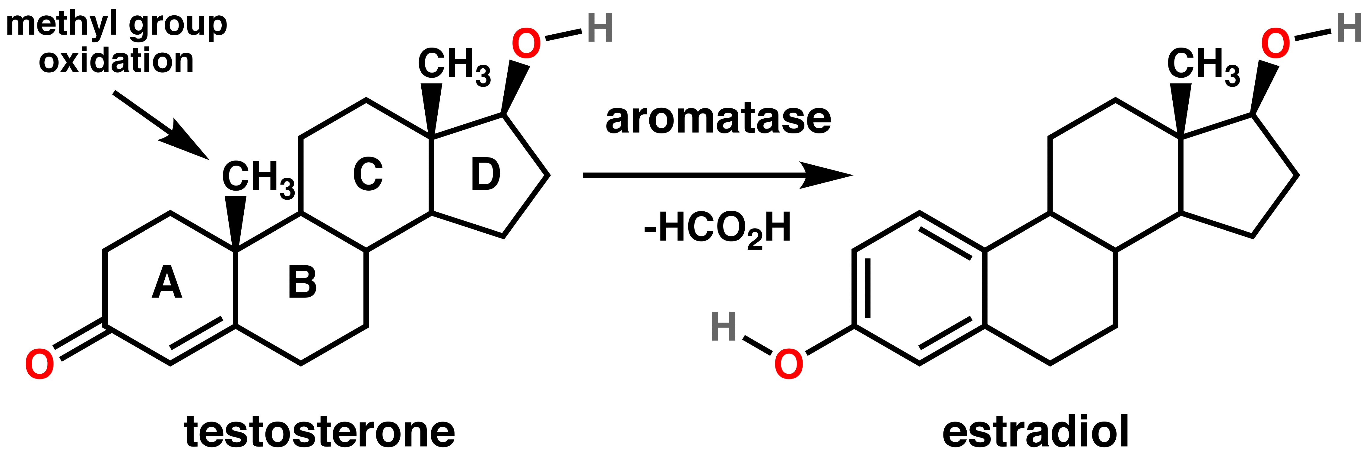 A single chemical reaction separates testosterone, the "male" from estradiol, the "female" hormone