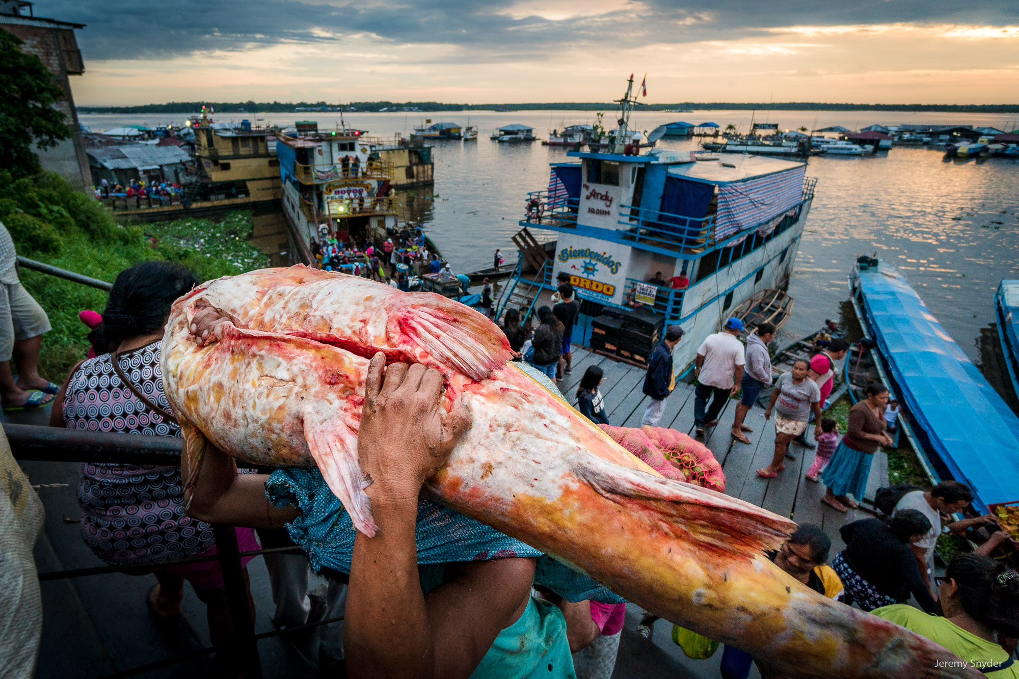 A giant catfish from the fisheries of the Amazon river being carried up to market in Iquitos, Peru
