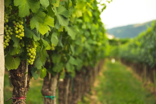 grapevine