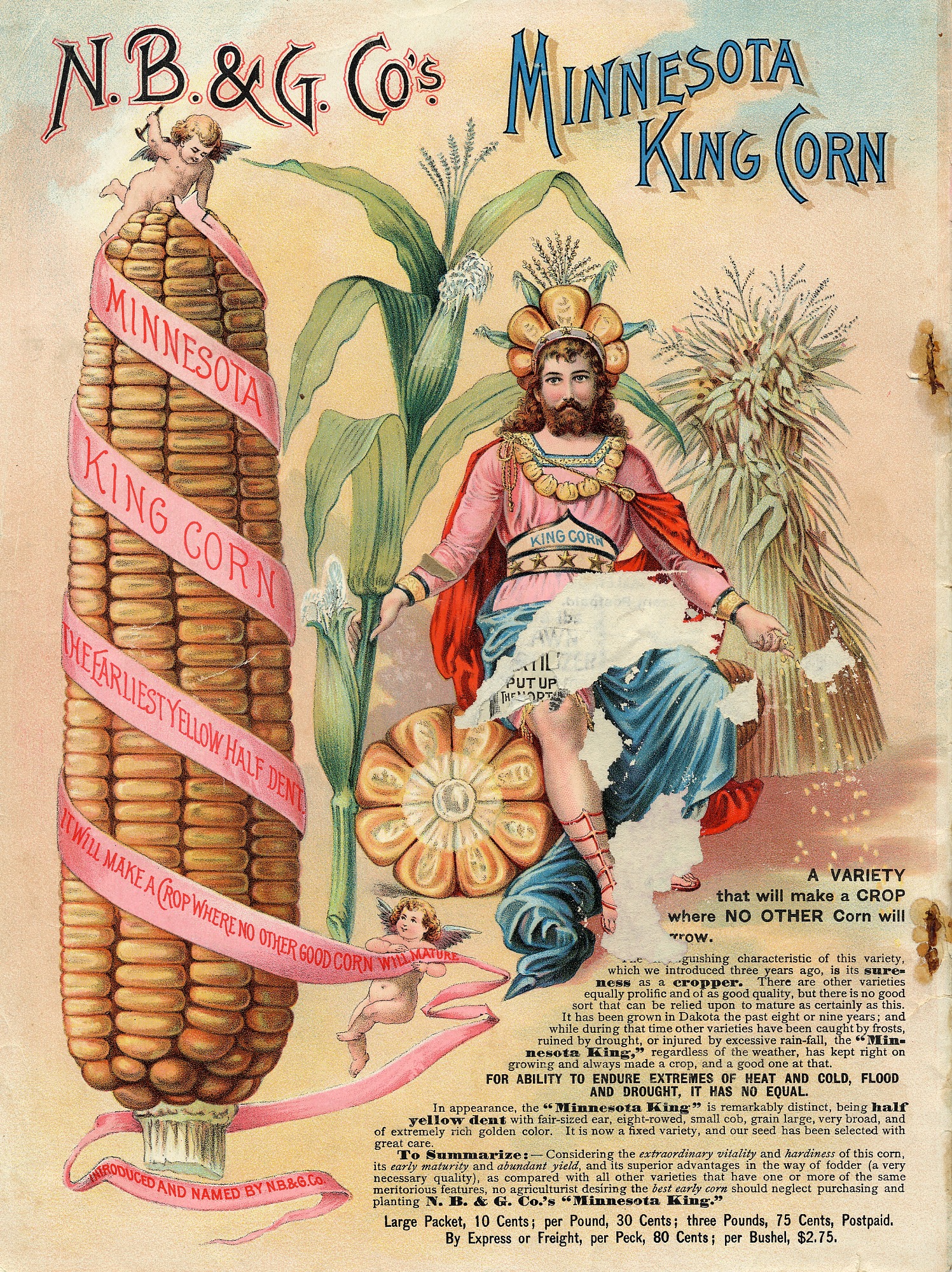 king next to corn, seed catalog image