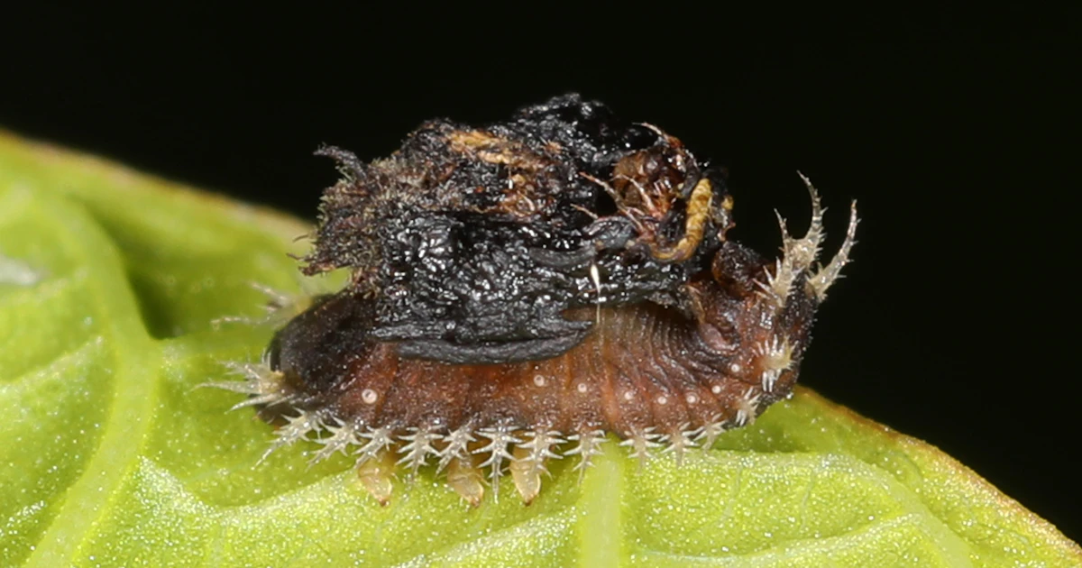 Rolling Shit Two Insect These uses of poop for protection are stranger than fiction
