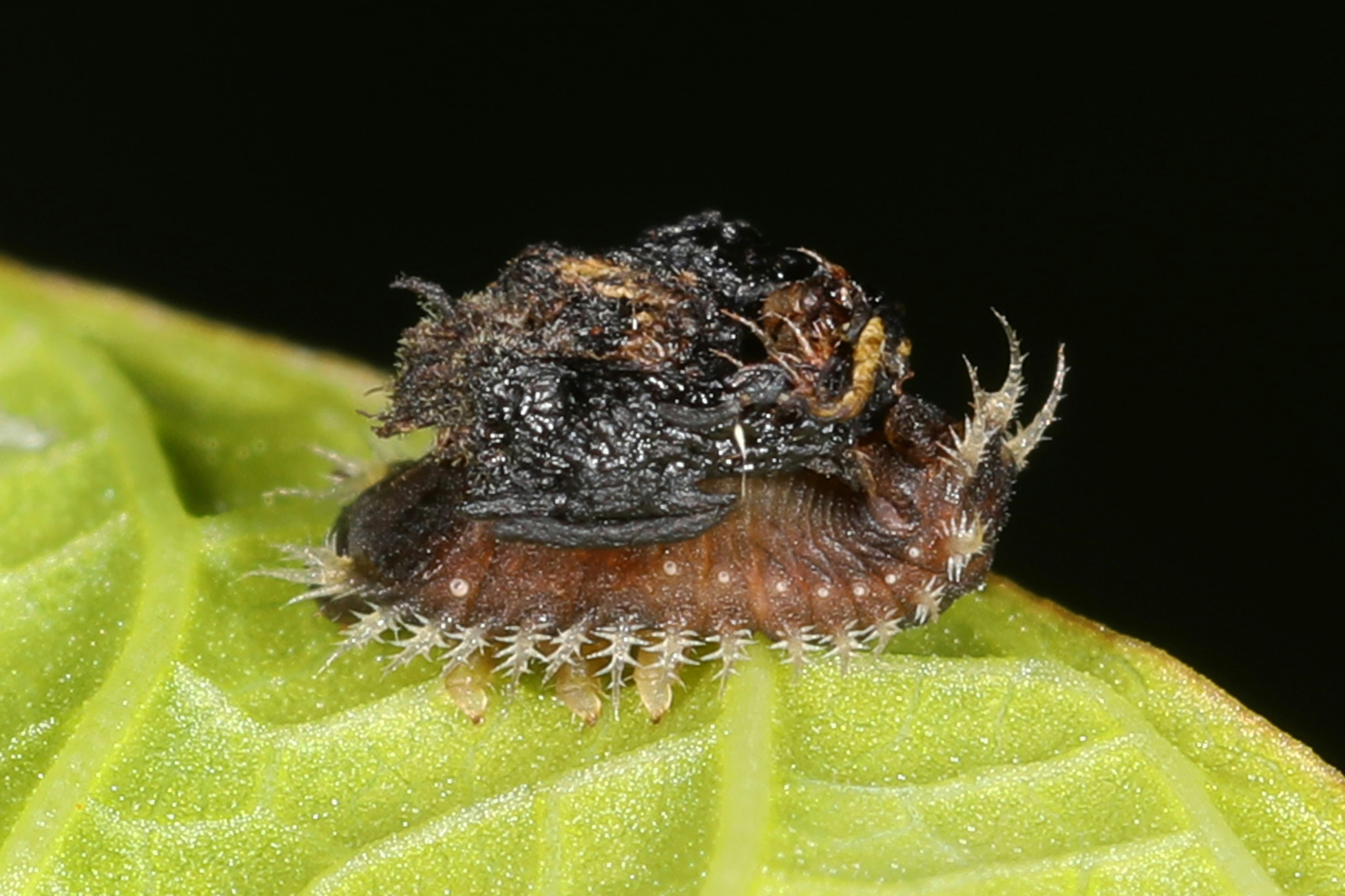The larva of a the thistle tortoise beetle deposits poop on its back as a shield . 