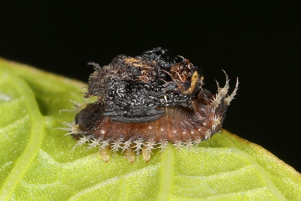 Poop shield The larva of a the thistle tortoise beetle deposits poop on its back as a shield .