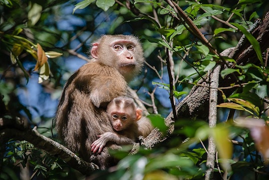 a mother and baby monkey high up in a tree