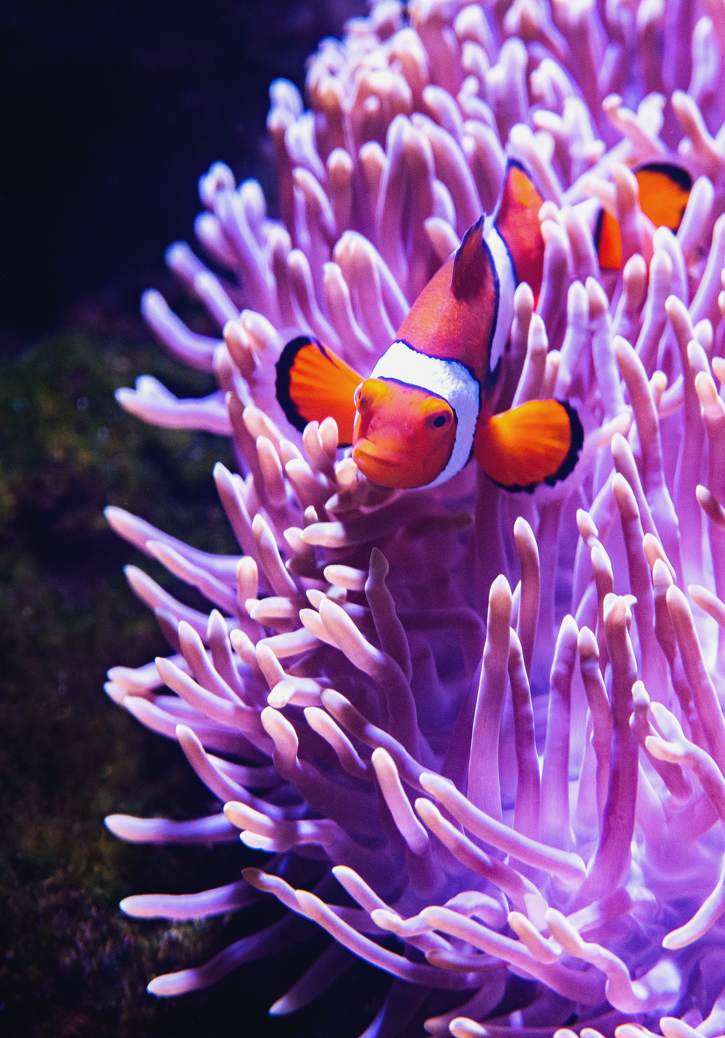 clown fish in an anemone