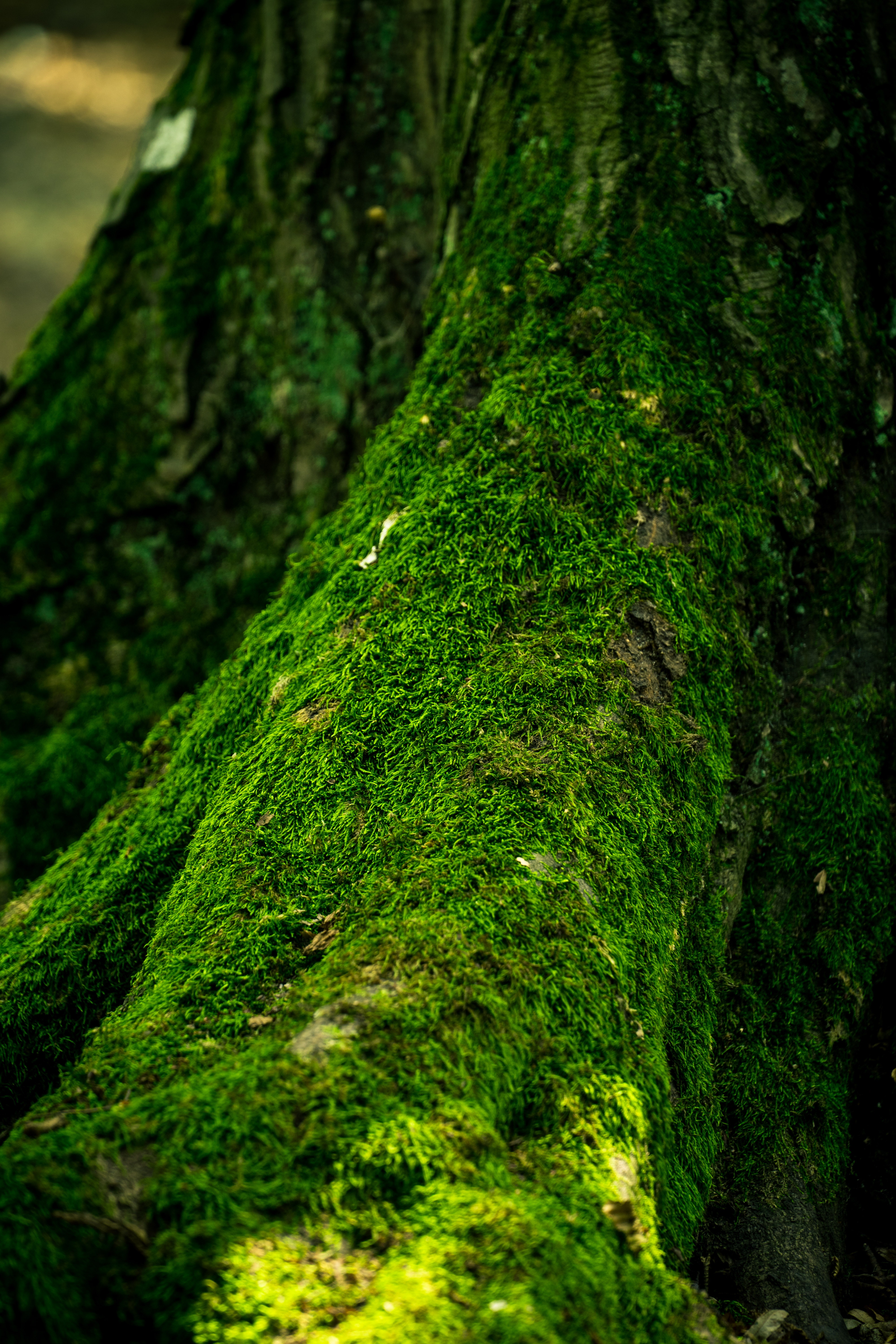 A tree trunk covered in green moss.