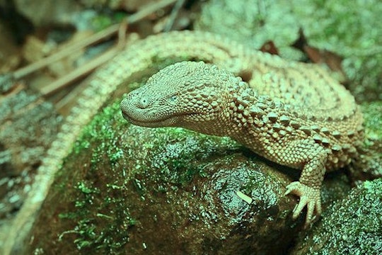 picture of a lizard/reptile on a rock, with a green tint