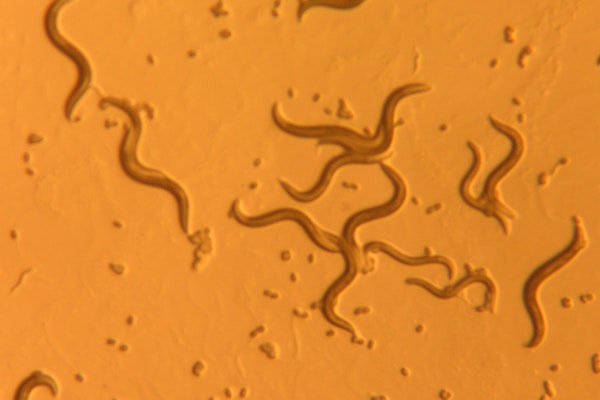 c. elegans small nematode worms under a microscope against an orange background