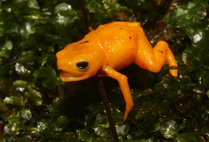 An orange pumpkin toadlet