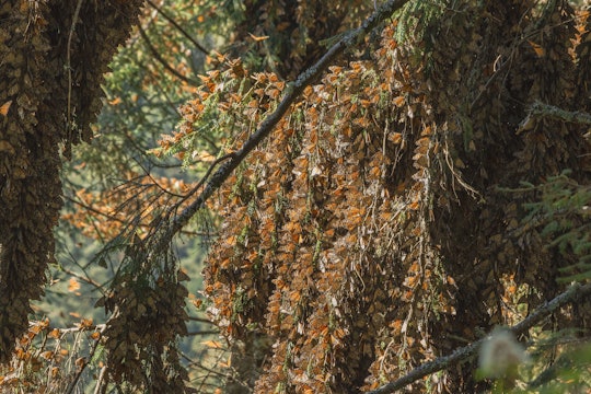 thousands of monarch butterflies hang from fir trees