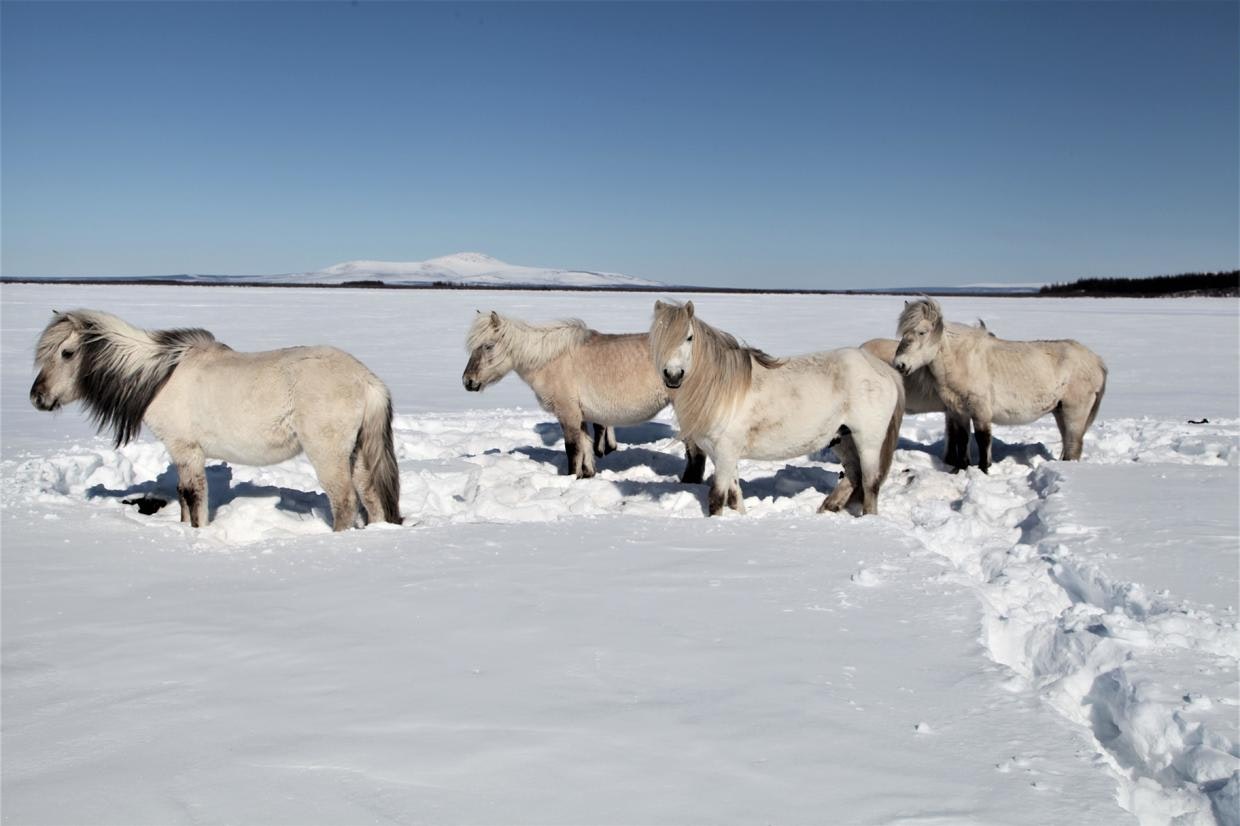 A herd of migrating wild horses standing in a snowy field. 