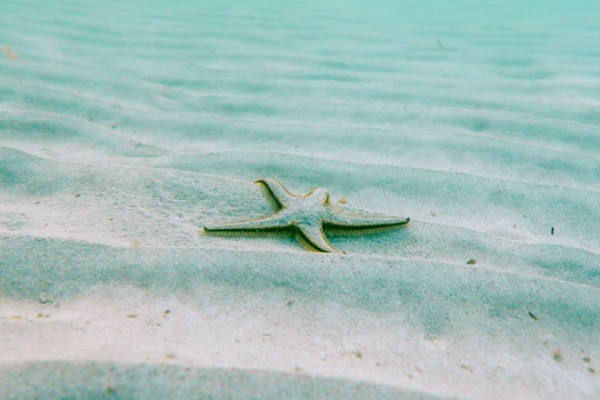 a single starfish on the bottom of the ocean in light blue water
