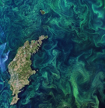 The Copernicus Sentinel-2 mission takes us over the green algae blooms swirling around the Baltic Sea.