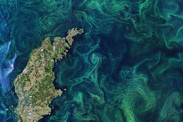 The Copernicus Sentinel-2 mission takes us over the green algae blooms swirling around the Baltic Sea. The Copernicus Sentinel-2 mission takes us over the green algae blooms swirling around the Baltic Sea.