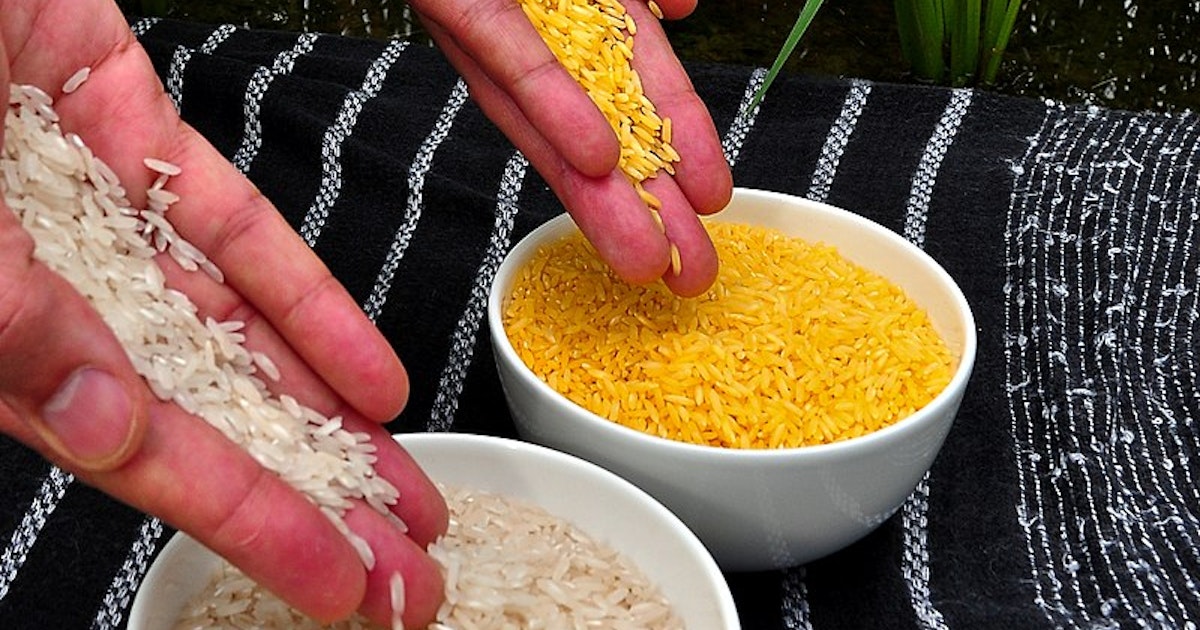Researchers made golden rice extra gold with CRISPR