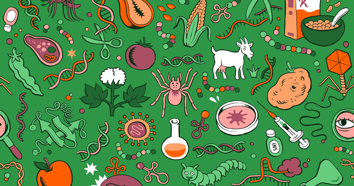 What Is Genetic Modification