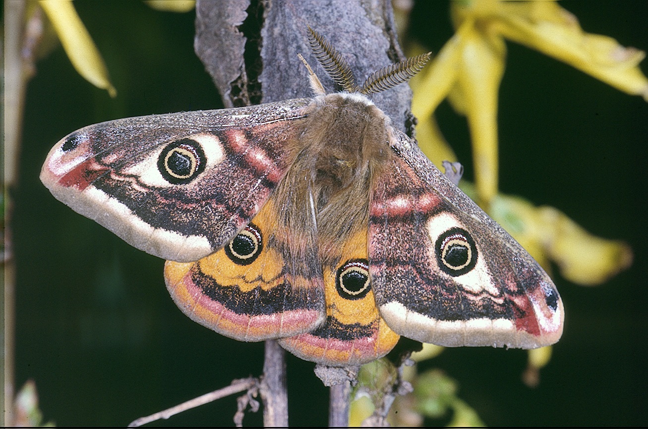Bilateral symmetry seen in the small emperor moth, Saturnia pavonia, with two pairs of wings with symmetrically placed eyes
