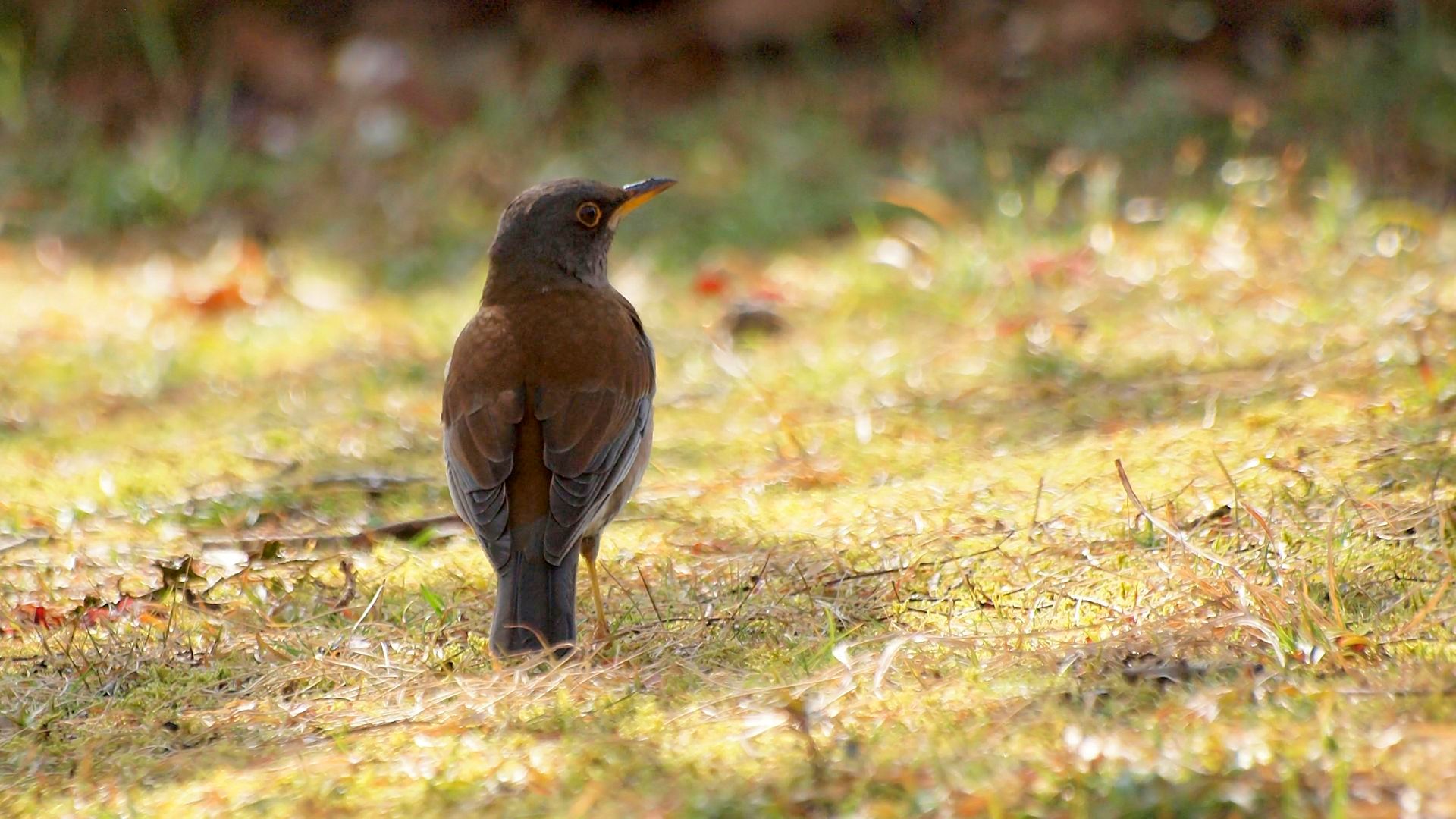 A pale thrush seen from behind