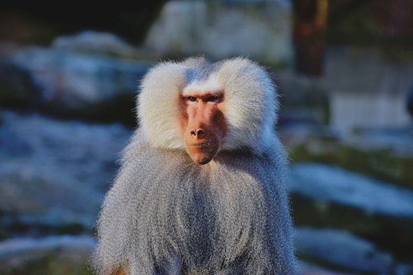 baboon