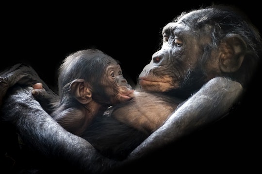 a mother chimpanzee feeding her baby