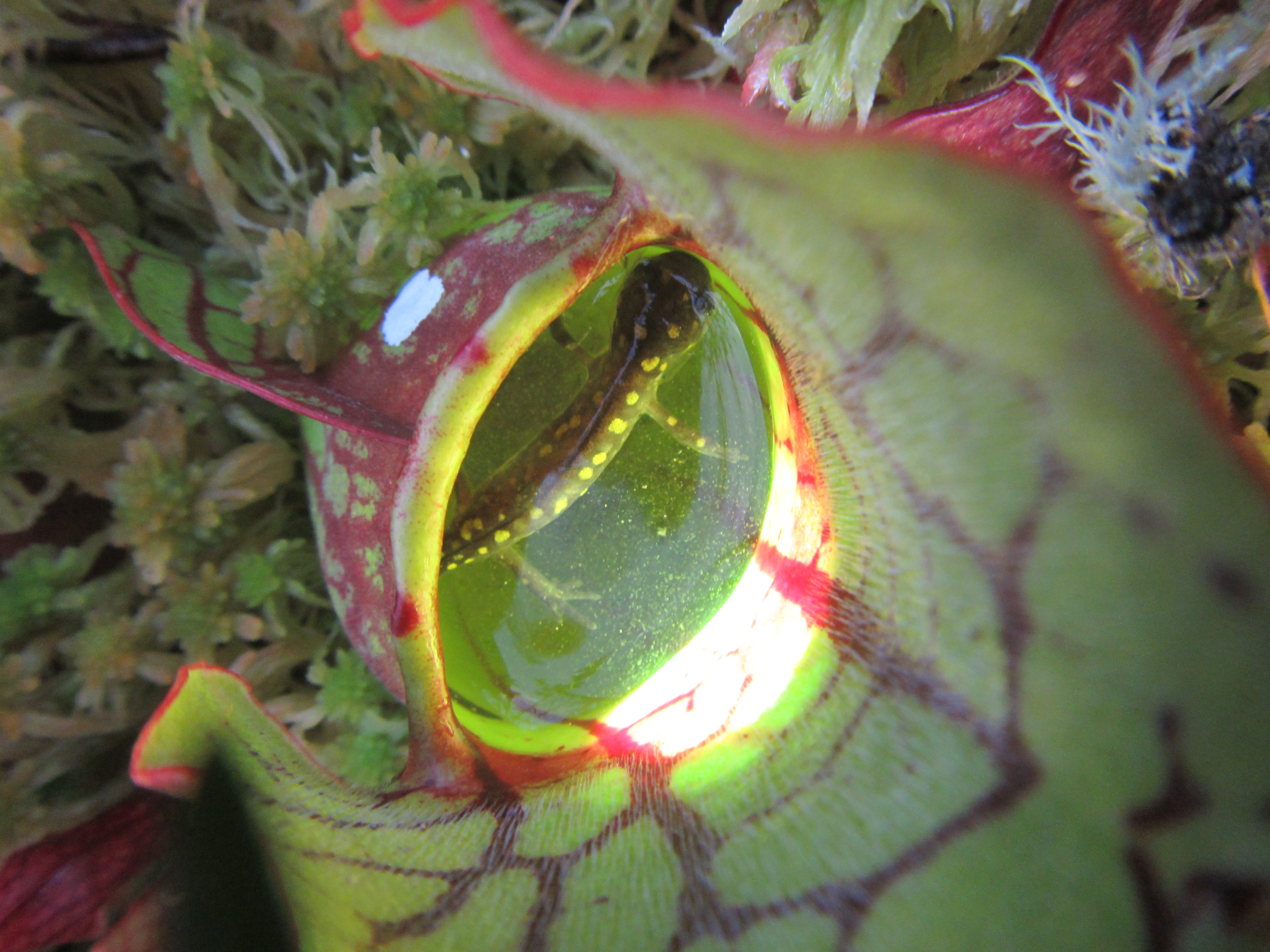 a spotted salamander trapped in a purpple pitcher plant
