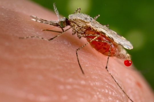 An Anopheles stephensi mosquito is obtaining a blood meal from a human host through its pointed proboscis. Note the droplet of blood being expelled from the abdomen after having engorged itself on its host’s blood. This mosquito is a known malarial vector with a distribution that ranges from Egypt all the way to China. An Anopheles stephensi mosquito is obtaining a blood meal from a human host through its pointed proboscis. Note the droplet of blood being expelled from the abdomen after having engorged itself on its host’s blood. This mosquito is a known malarial vector with a distribution that ranges from Egypt all the way to China.