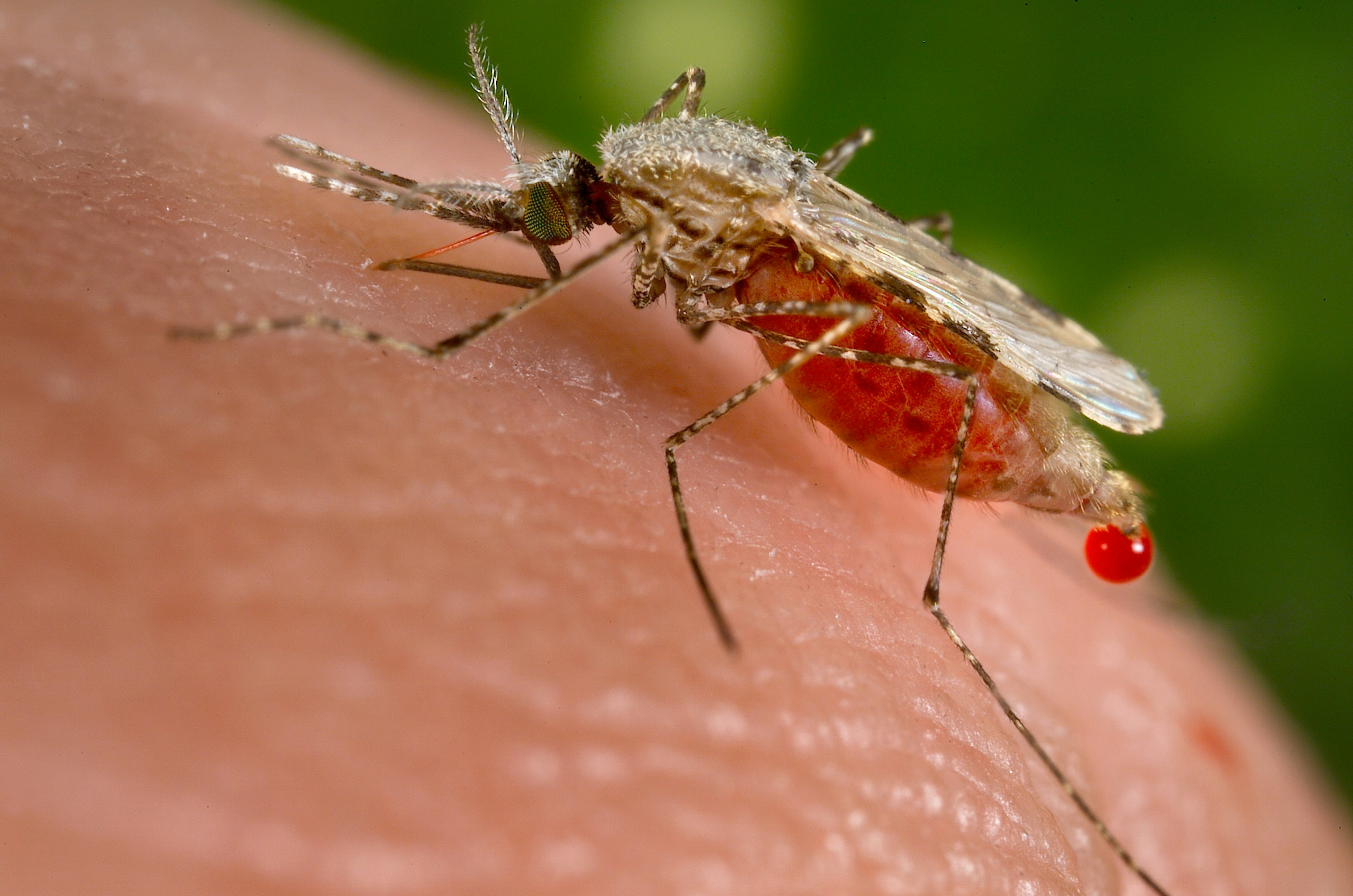 An Anopheles stephensi mosquito is obtaining a blood meal from a human host through its pointed proboscis. Note the droplet of blood being expelled from the abdomen after having engorged itself on its host’s blood. This mosquito is a known malarial vector with a distribution that ranges from Egypt all the way to China.