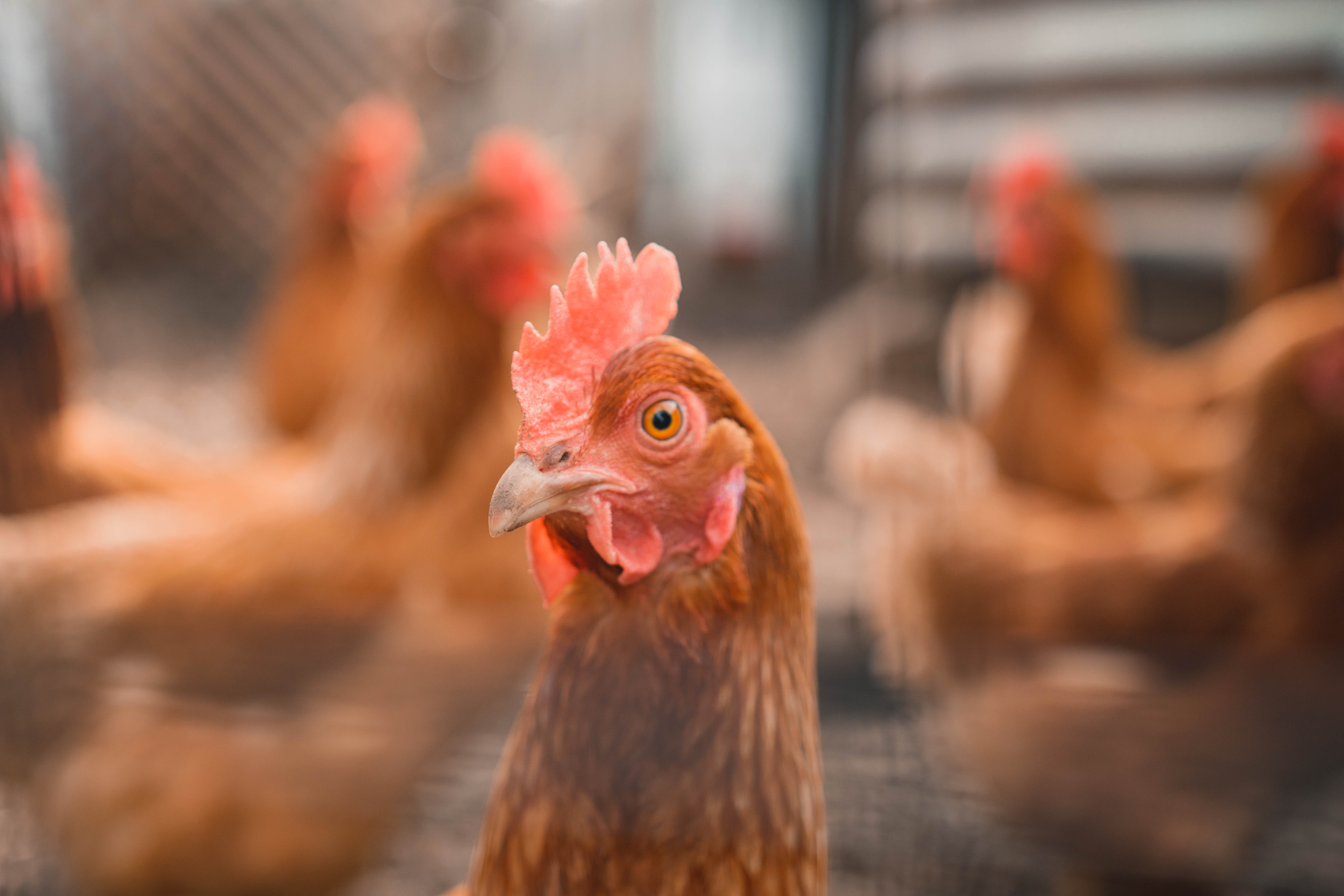 close up of brown chicken