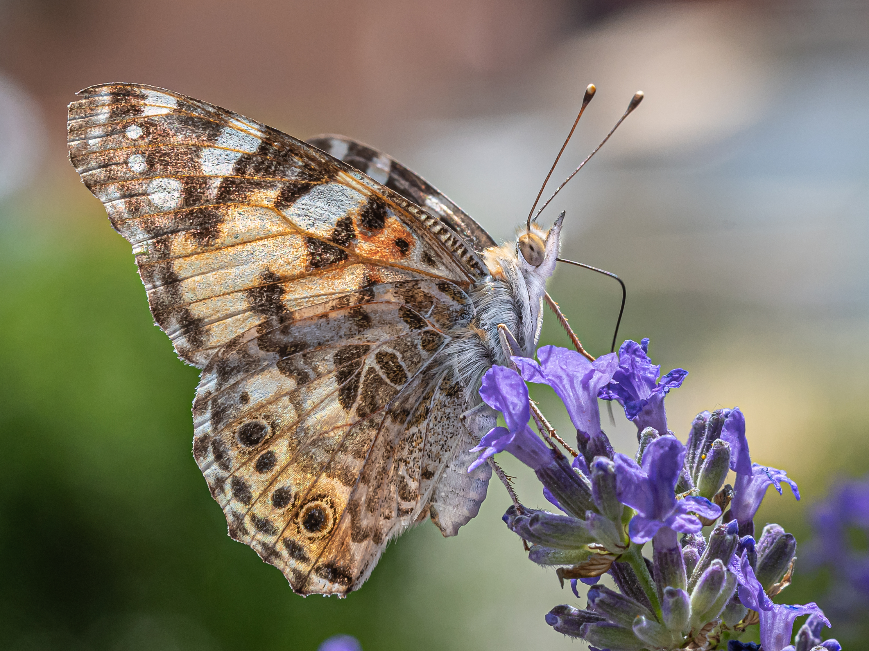 a painted lady butterfly on lavender