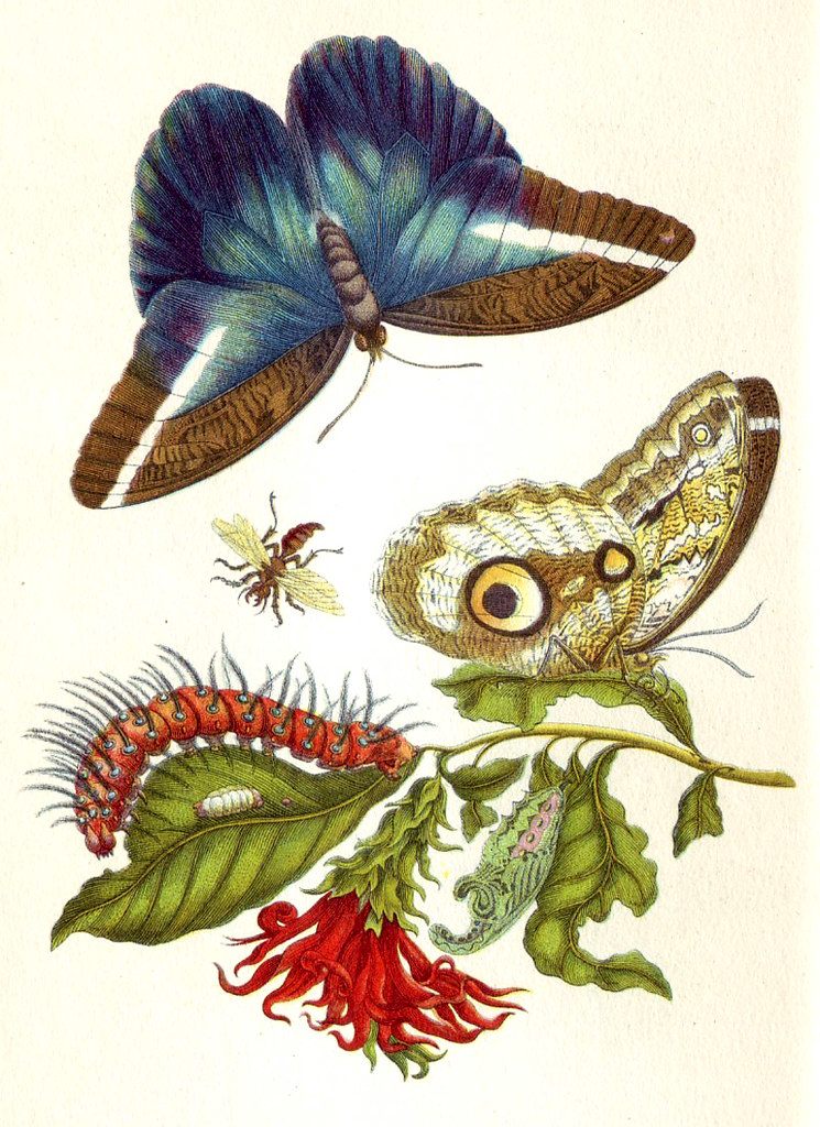Butterflies from Merian's book, Metamorphosis insectorum Surinamensium