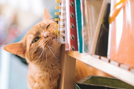 A cat biting a spiral bound notebook.