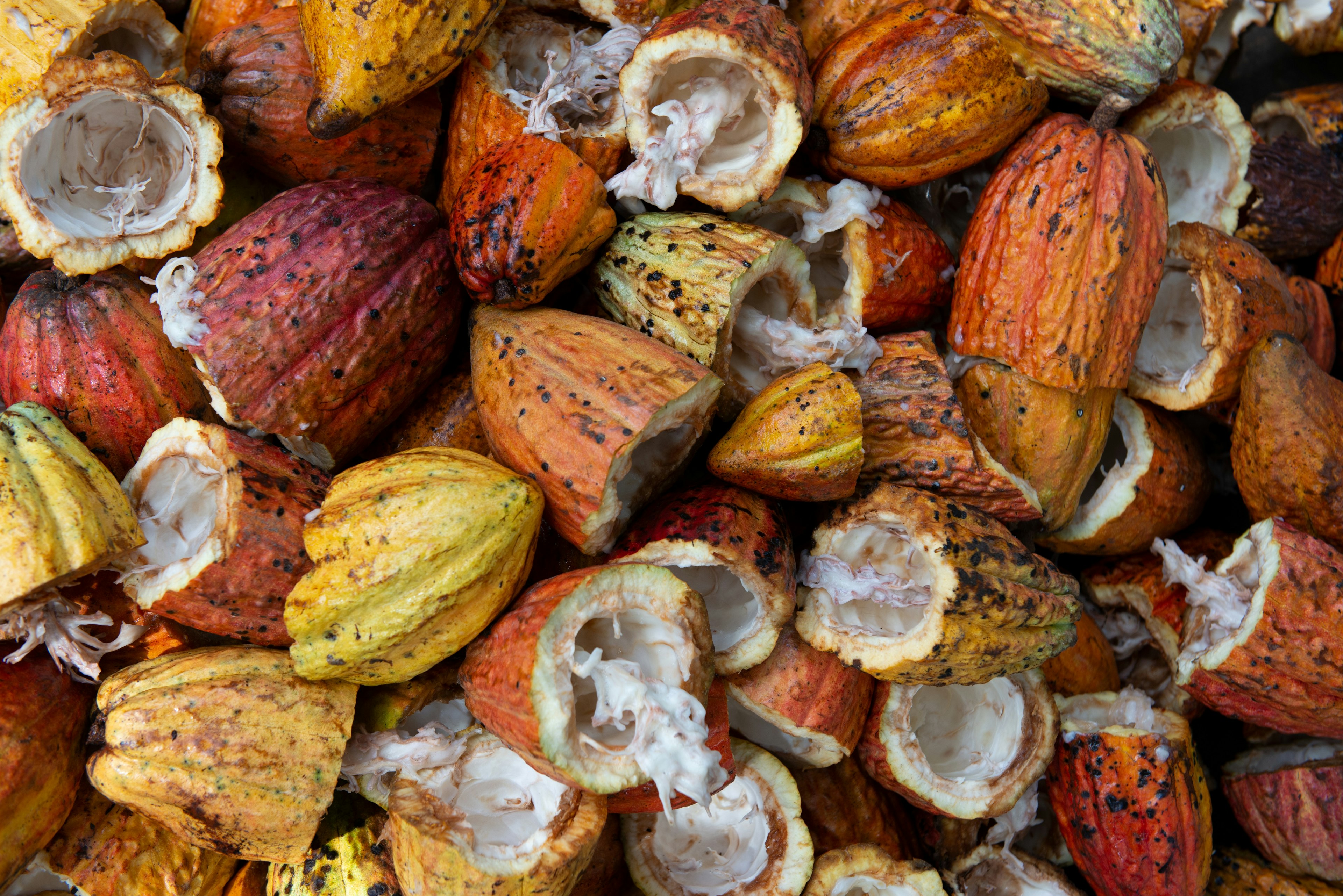 open cacao fruit