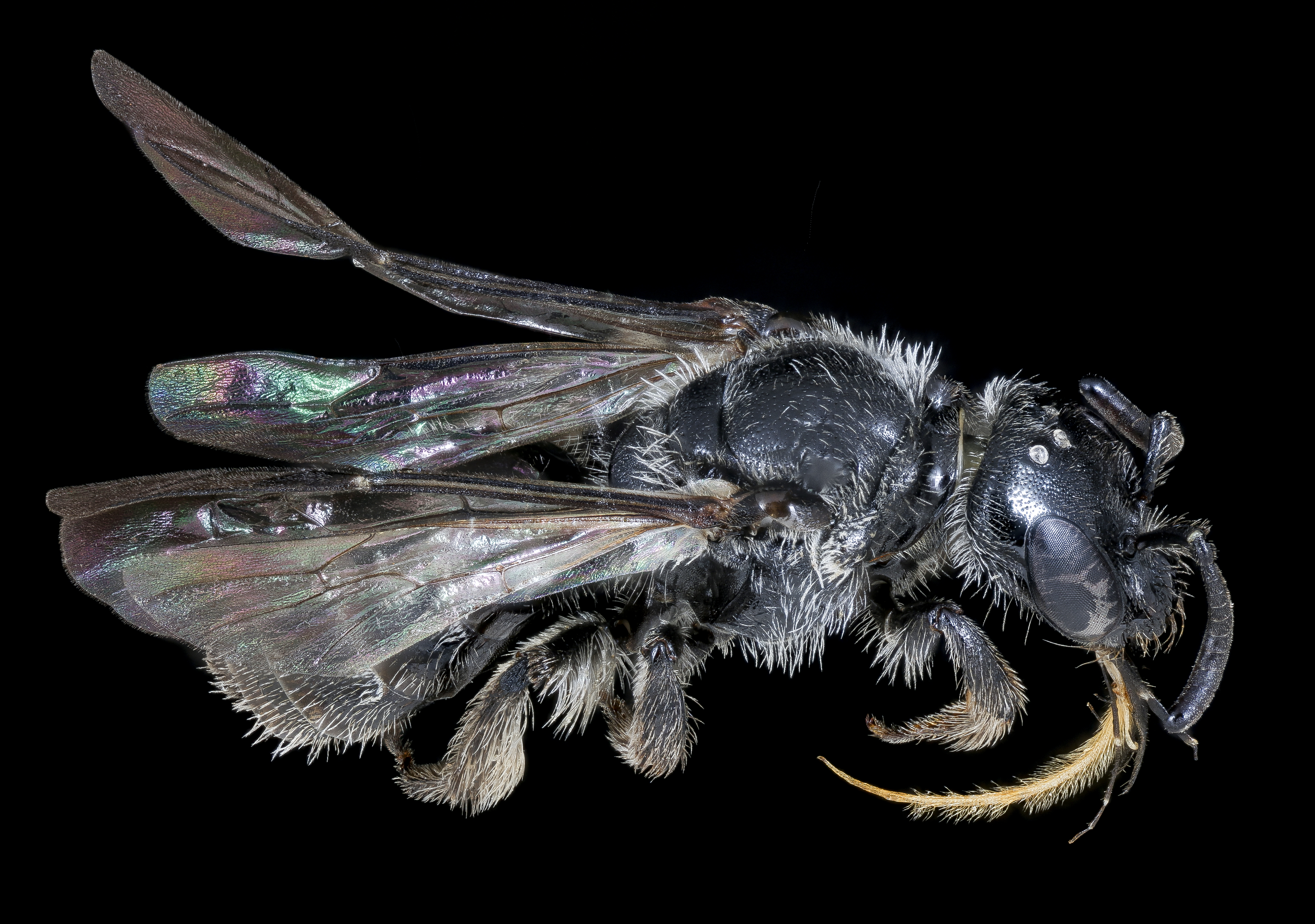 An all black bee, Dufourea monardae