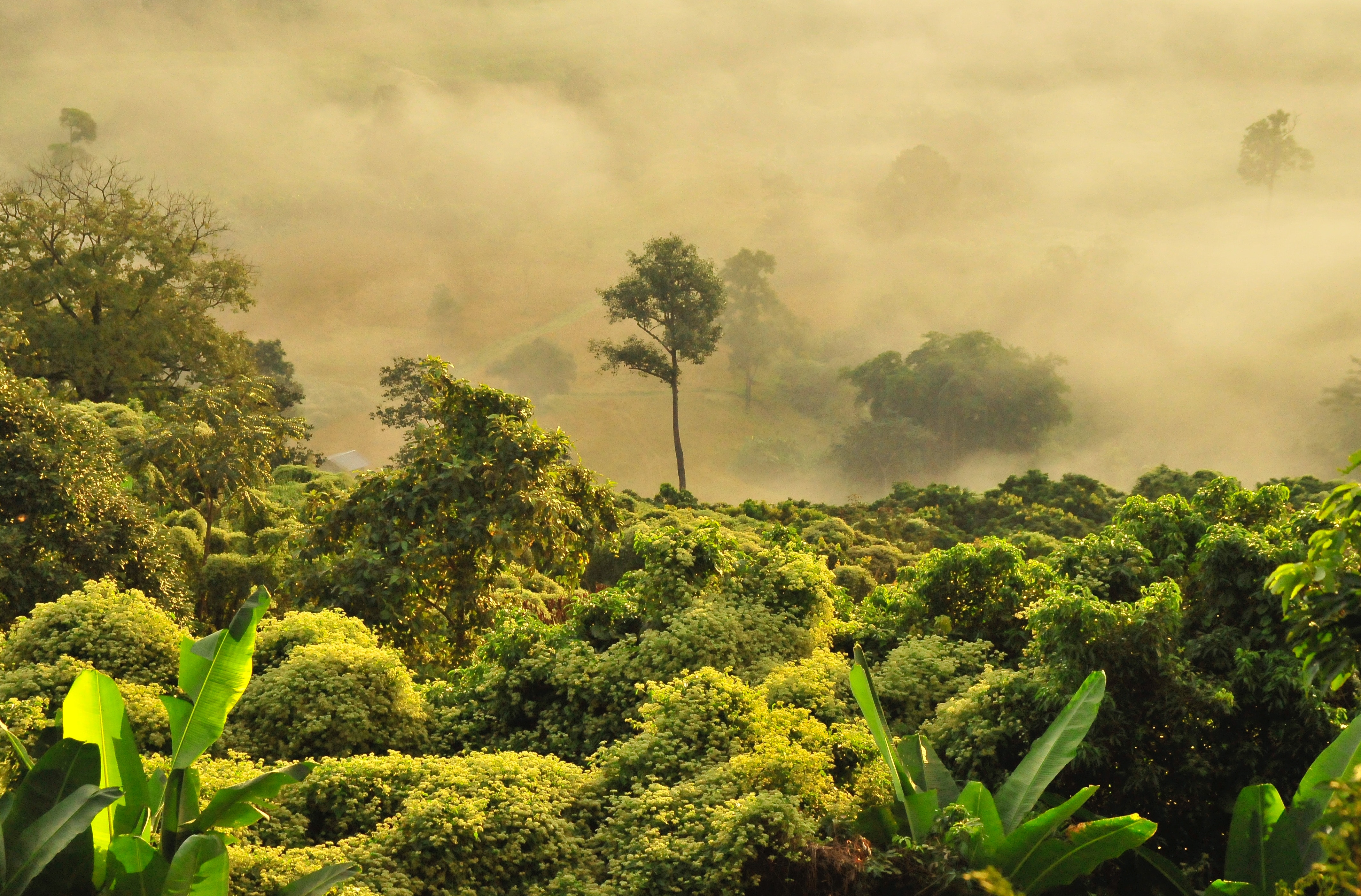 Foggy smoky jungle 