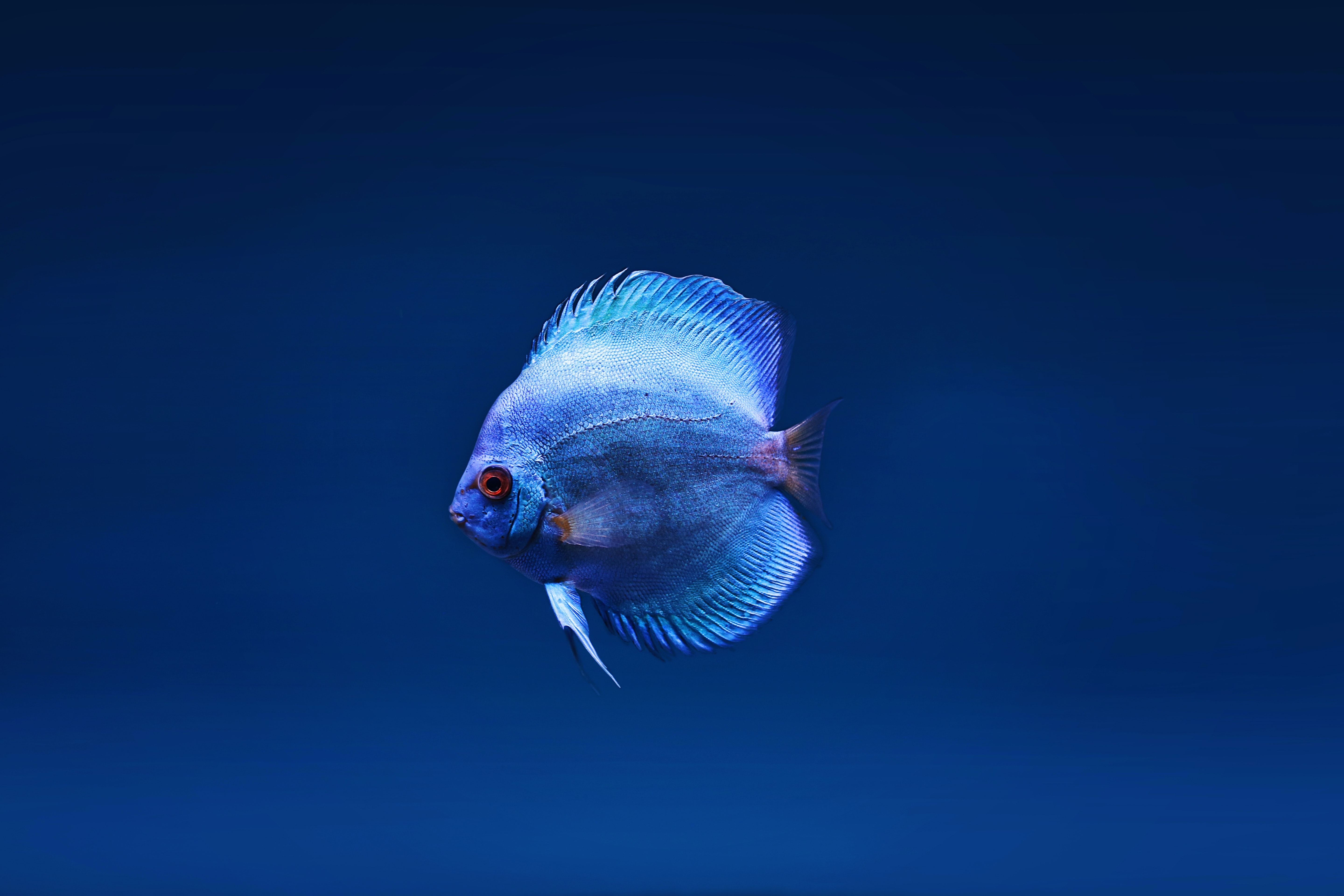 blue fish