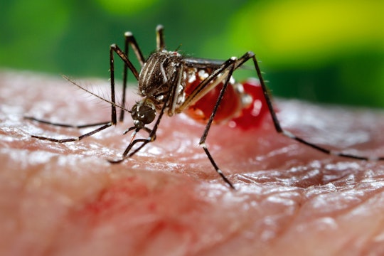 A mosquito, Aedes aegypti, drinking blood