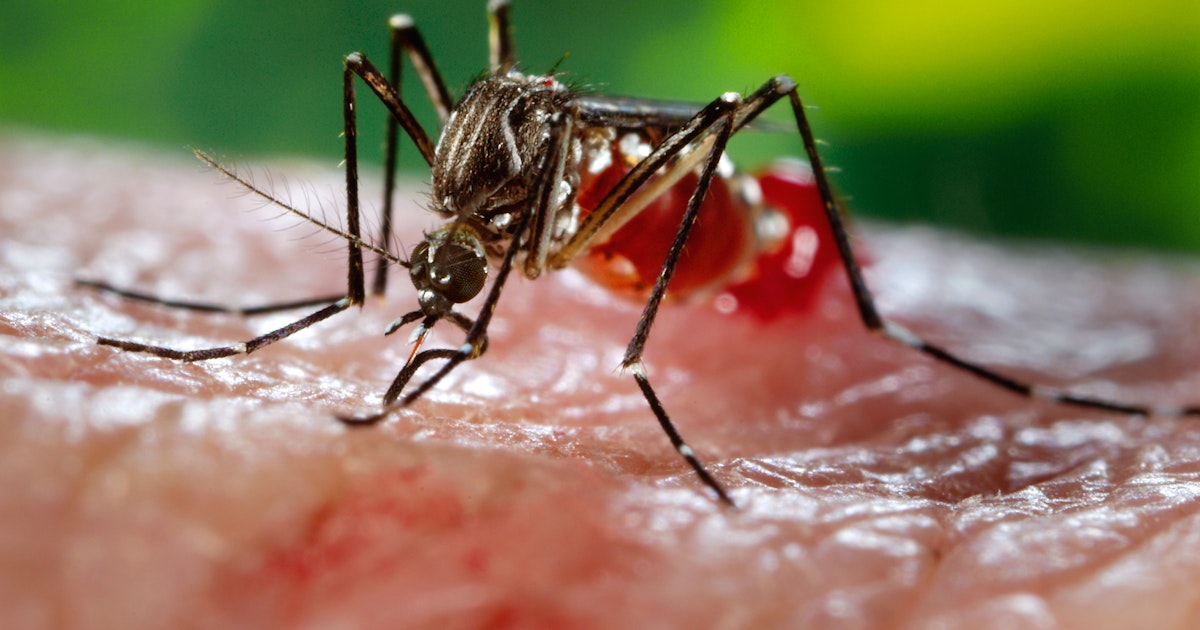 You should be excited that scientists are releasing 750 million genetically modified mosquitoes this year