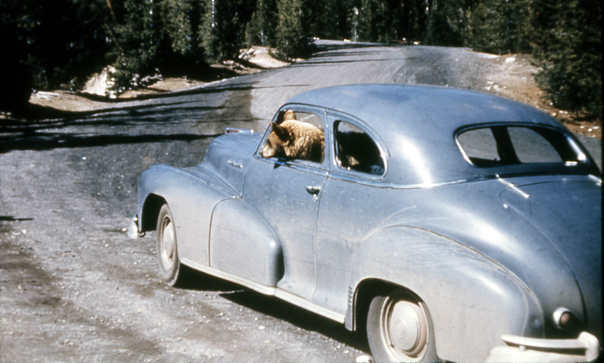 A bear sitting inside a car in the driver's seat
