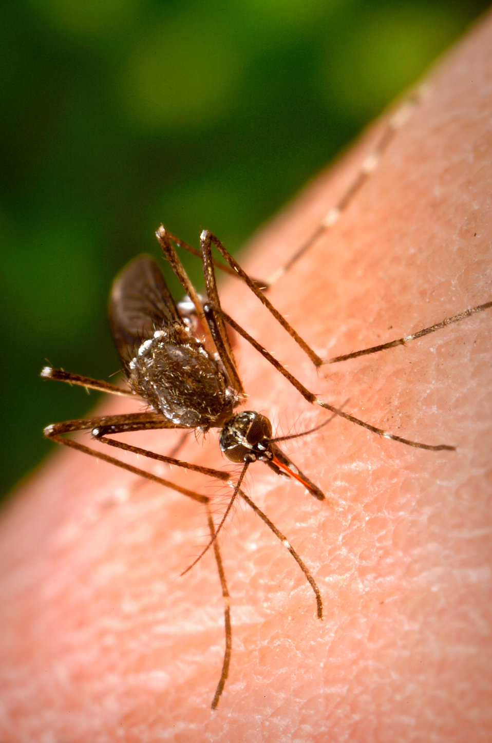 Mosquitos biting a person's arm