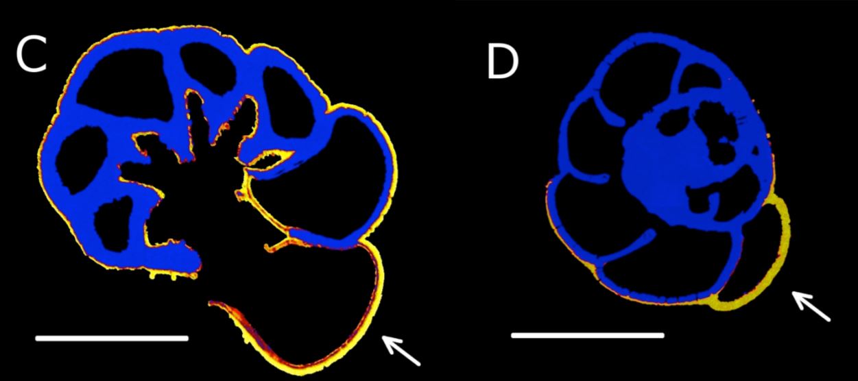 Biogeochemistry of foraminifera. Forams incorporate calcium as they grow